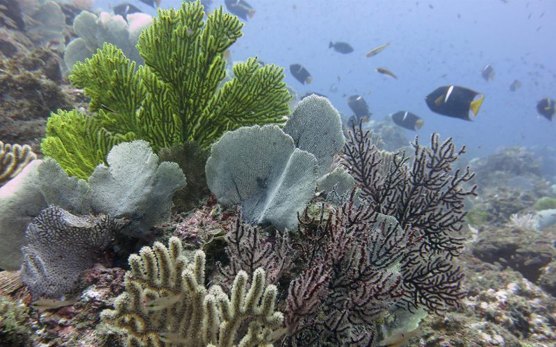 sensum-panama-grandes-rutas-pacifica-07-octo-corals