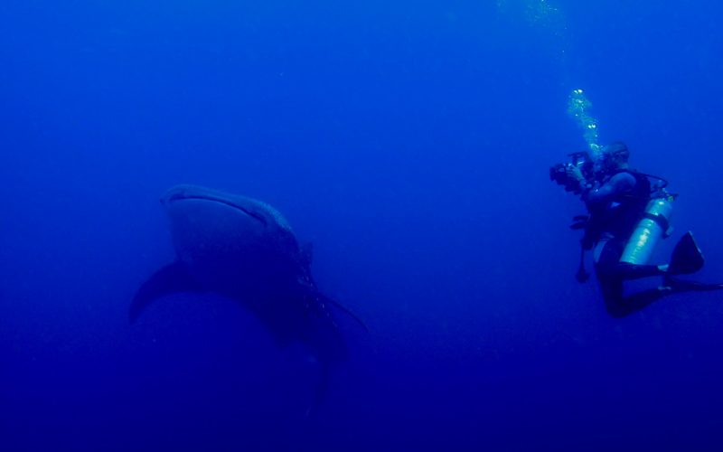 sensum-panama-grandes-rutas-pacifica-08-tiburon-ballena